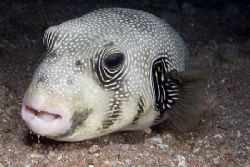 White spotted puffer fish. Sharks bay.
D200, 60mm. by Derek Haslam 